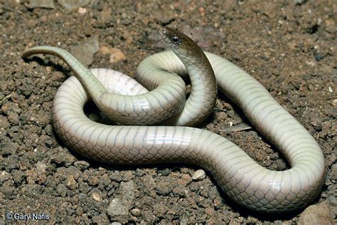 Rough Earth Snake Virginia Striatula