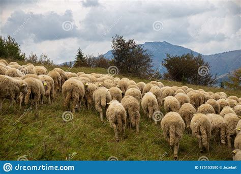 Flock Of Sheep On Beautiful Mountain Meadow Stock Photo Image Of