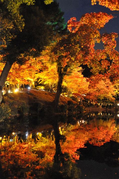 夜空に錦織りなす 縮景園でライトアップ 広島 ／広島 毎日新聞