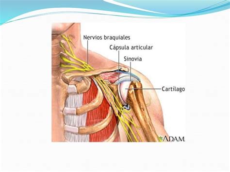 Anatomia Del Hombro Ppt Descarga Gratuita