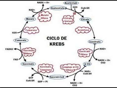 Explicaci N Del Ciclo Del Cido C Trico Youtube