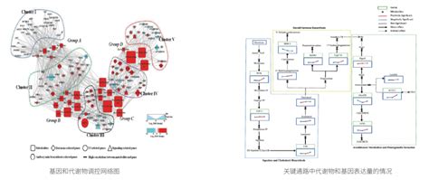 蛋白组、代谢组、全转录组云app全新上线！ 百迈客生物