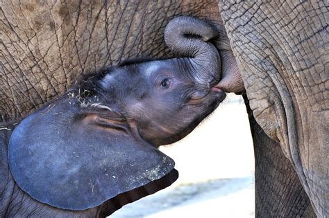 デスクトップ壁紙 野生動物 動物園 赤ちゃん 動物相 哺乳類 脊椎動物 閉じる 象とマンモス インドの象 カバ