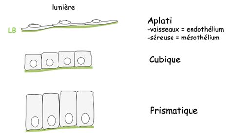 TP Histologie Cours 2 Flashcards Quizlet