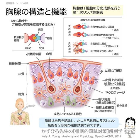 【胸腺の構造と機能】 胸腺はt細胞の分化成熟を行う第1次リンパ性器官 自己を攻撃する恐れのある T 細胞を除き、適切な T 細胞を成熟させる