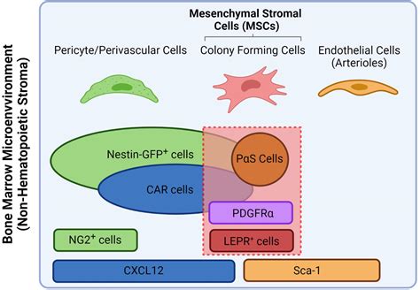 Frontiers Dynamic Changes Of The Bone Marrow Niche Mesenchymal