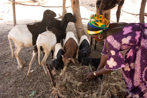 Au B Nin Le Fonds Africain De D Veloppement Un Acteur Cl Dans Le