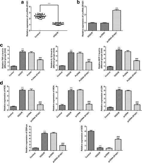 Zfas Overexpression Attenuated Cerebral I R Induced Inflammation And