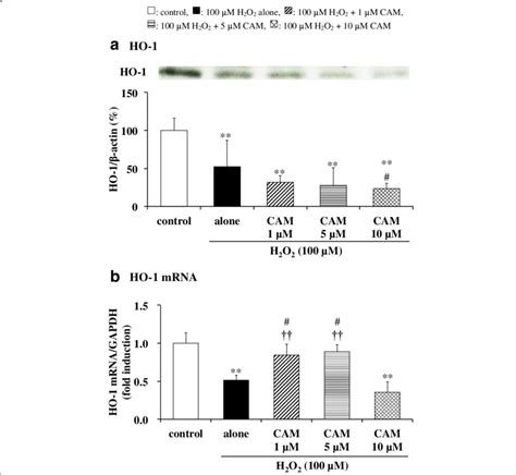 Effects Of Cam Pretreatment On Ho Activation A And Mrna Expression