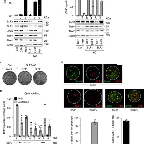 Slf Promotes Silencing By Recruiting Smc To Pml Nbs A Hepg Cells