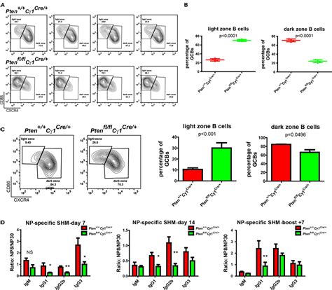 Frontiers Pten Regulated Aid Transcription In Germinal Center B Cells