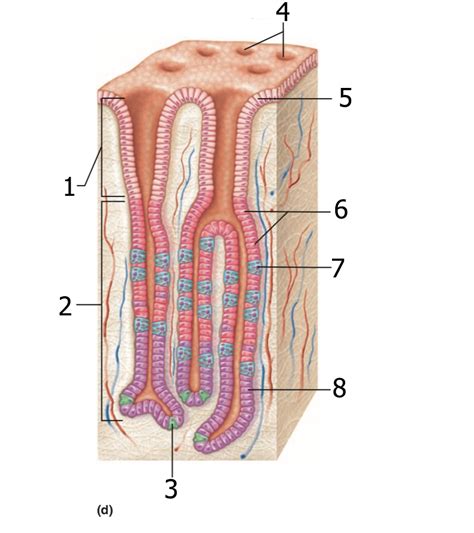 selection of the stomach wall showing rugae and gastric pits Diagram | Quizlet