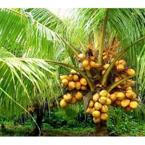 Very Rare Costa Rican Certified Dwarf Yellow Malayan Coconut Seeds