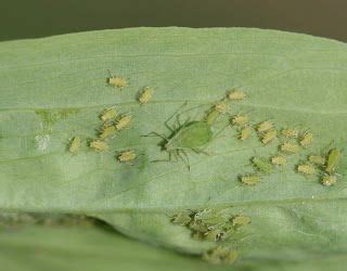 Aphids and homemade insecticidal soap – Artofit