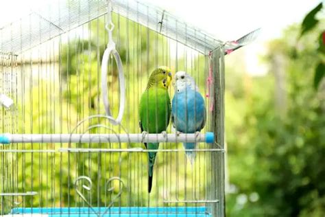 Are Budgies Good For Beginners? What Is The Best Pet Bird For Beginners?