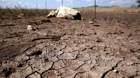 La Sequía Golpea Al Agro Mexicano Y Anticipa Una Menor Producción