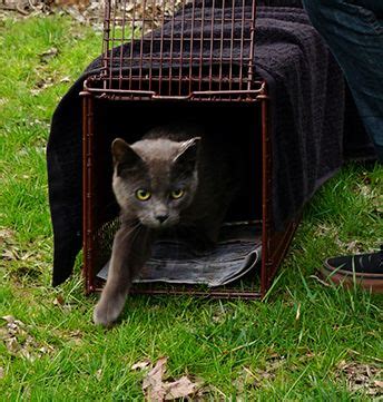 Alley Cat Allies Advocacy For Pet Stray Feral And Community Cats