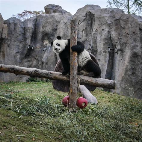 Pandas Shanghai Zoo Stock Photo by ©innervision 265592718