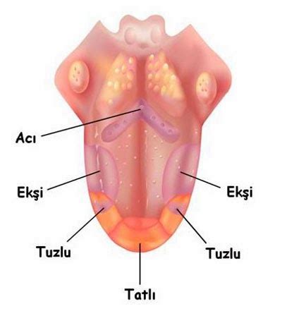 Duyu Organları