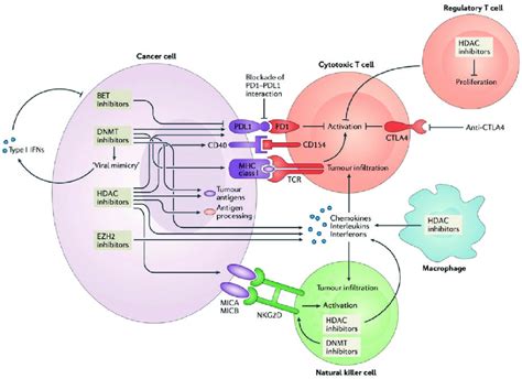 Epigenetic Inhibitors In Immunotherapy These Inhibitors Are Able To