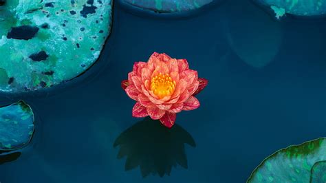 HD wallpaper: apple, red, lotus, iphone6, plus, ios8, flower, flowering ...