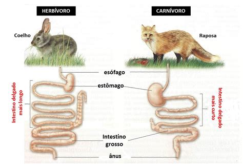 Sistema Digestivo Dos Vertebrados Ci Ncias Ano