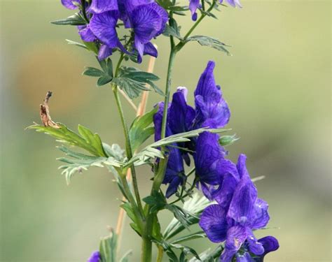 Aconitum Napellus Ac Nito Guadarramistas