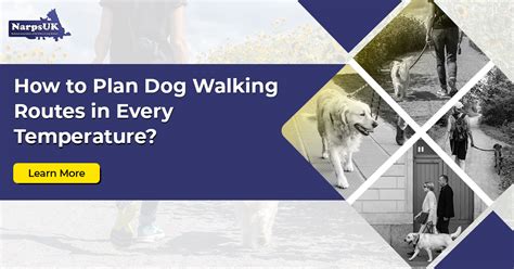 Plan Safe Dog Walking Routes in Any Weather | Temperature Tips for UK ...