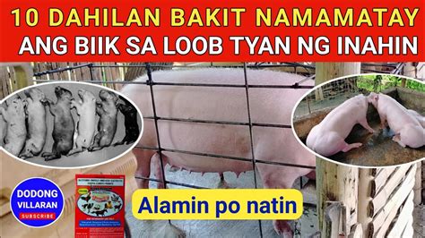 10 DAHILAN BAKIT NAMAMATAY ANG BIIK SA LOOB TYAN NG INAHIN Dodong