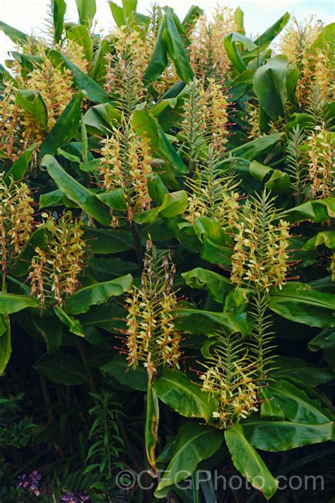 Hedychium gardnerianum photo at Pictures of Plants stock image library