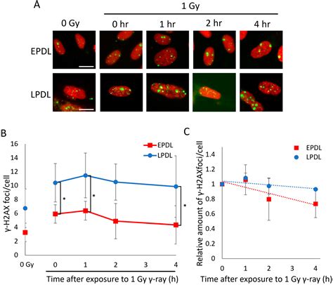 Ijms Free Full Text Senescence Associated Heterochromatin Foci