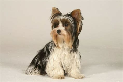 What Is A Parti Yorkie Differences Vs A Traditional Yorkie The Goody Pet