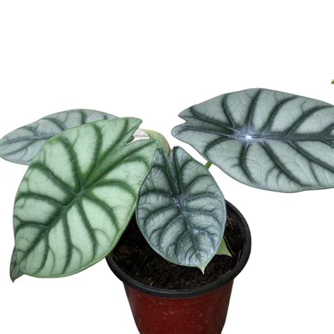 Alocasia Silver Dragon Scale Unbeleafable