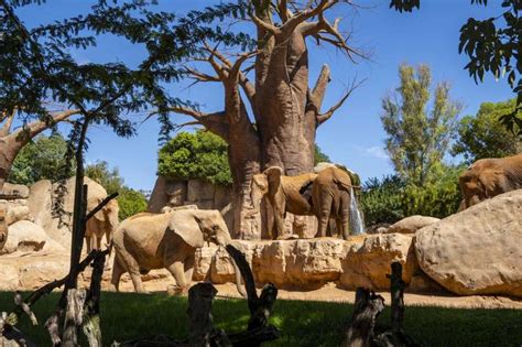 V Deo Bioparc Valencia En Cuenta Atr S Para El Nacimiento Del Primer