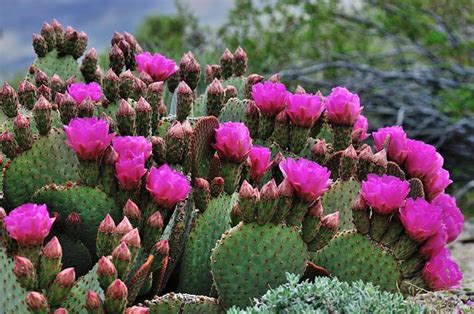 10 Stunning Cactus with Pink Flowers | Dream Plants!