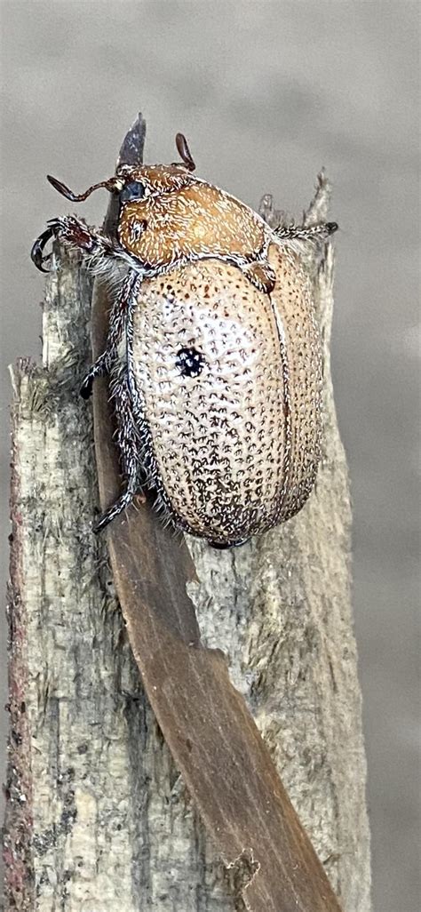 Does Anyone Know What This Beetle Is Melbourne Australia Rbeetles