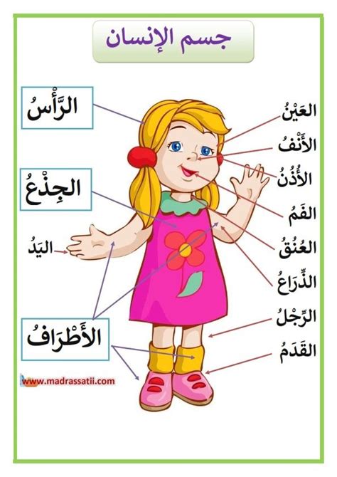 Body Parts In Arabic Diagram Quizlet