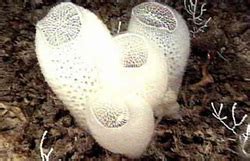 Porifera - The Nervous Systems of Phylum