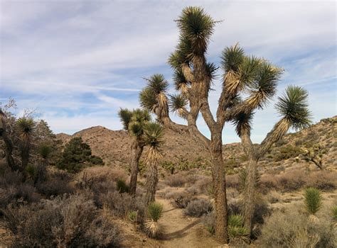 Fotos gratis paisaje árbol naturaleza césped rock desierto