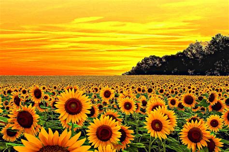 Aesthethic Wallpaper Landscape Aesthetic Sunflower Yellow Wallpapers