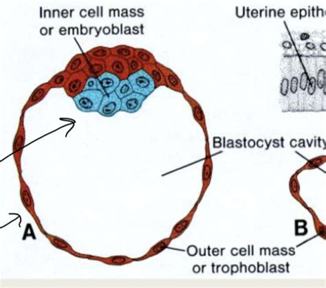 Basic Embryology: Early Development and Germ Layers Flashcards | Quizlet