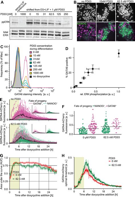 FGF MAPK Signaling Sets The Switching Threshold Of A Bistable Circuit