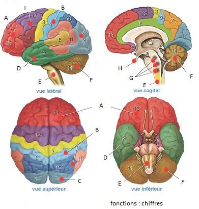 Le Cerveau Diagram Quizlet