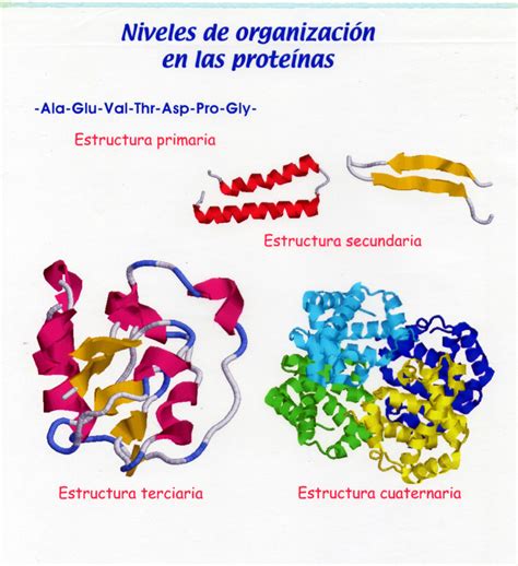 Proteinas Y Aminoacidos ClasificaciÓn De Las Proteinas