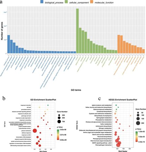 Go And Kegg Enrichment Analysis Of Differentially Expressed Genes A