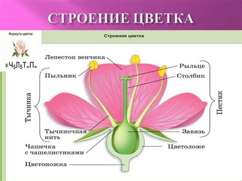 Классификация растений формула цветка - красивые картинки и обои на ...