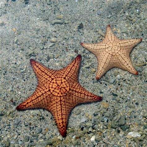 Red Cushion Sea Star Oreaster Reticulatus Angari Foundation