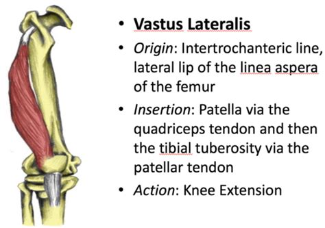 Knee extensors Flashcards | Quizlet