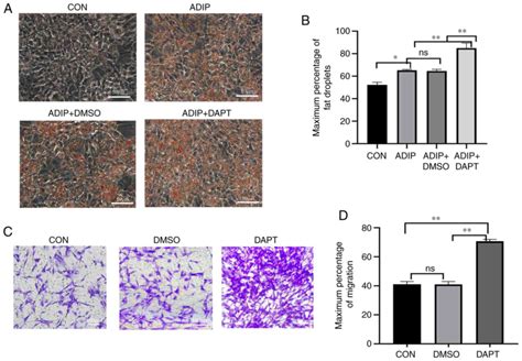 Notch Pathway Inhibitor Dapt Accelerates In Vitro Proliferation And