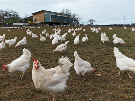 Eier Aus Freilandhaltung Wirklich Besser Als Bodenhaltung Wmn